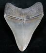 Beautiful, Glossy Megalodon Tooth #7272-1
